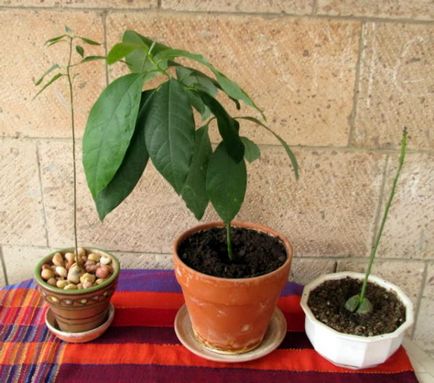 Как да расте едно авокадо от камък у дома инструкции стъпка по стъпка със снимки и видео ревюта