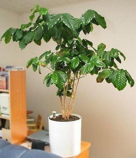 Как да расте едно кафе дърво у дома особено нарастващата