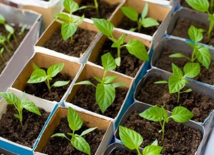 Как да расте семена петуния у дома