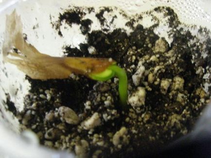 Как да расте от семена на Plumeria у дома инструкции стъпка по стъпка със снимки и видео, по-нататъшно