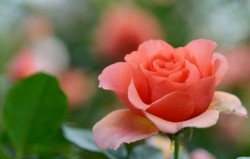 Как да расте една роза от букета