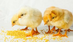 Как да расте пиленца от инкубатора с минимални загуби