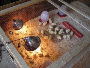 Как да расте пиленца от инкубатора с минимални загуби