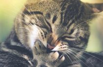 Как да се дръпне от кърлежи на котка, най-ефективните начини