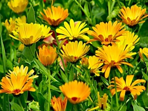 Calendula расте от семена, когато да се засадят (Calendula като влага) Невенът расте от семена, кога да засадят