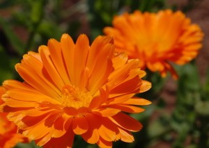 Calendula расте от семена, когато да се засадят (Calendula расте семена) Невенът расте от семена, кога да засадят