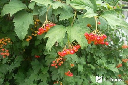 култивиране Kalina, грижа, подрязване растения (грижи) култивиране Kalina, грижа, подрязване растения