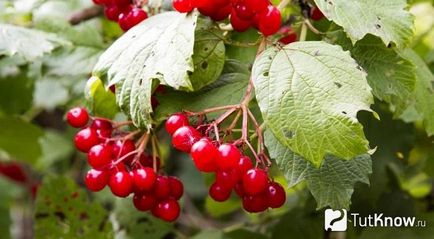 култивиране Kalina, грижа, подрязване растения (отглеждане калина) култивиране Kalina, грижа, подрязване растения