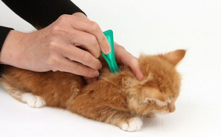 Advanteydzh капки за котки, обучение и противопоказания