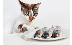 Хранене котки естествена диета - съвети и рецепти - правилното хранене на котката и котката