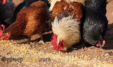 Хранене на кокошки носачки в страната, както и как да се хранят