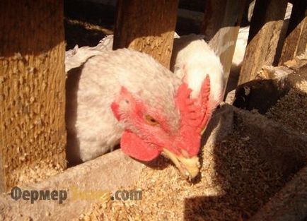 Хранене на кокошки носачки в страната, както и как да се хранят