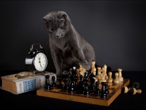 Feline интелигентност, отново за котки