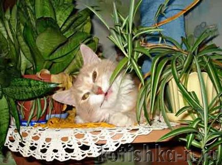Котката яде цветята, нашите 7 съвета за това как да се предпазват растенията от котки
