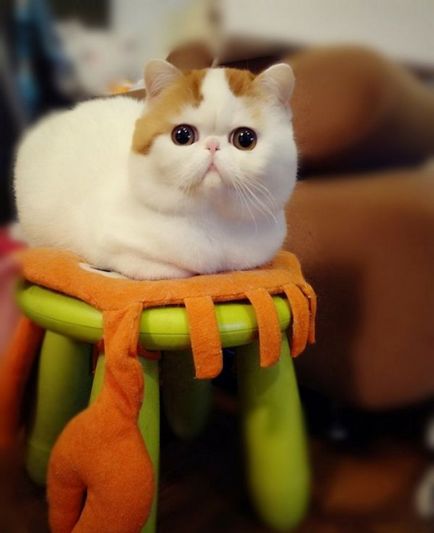 Cat Снупи (24 снимки) китайска порода, цени, клипове - murkote за котки и котки