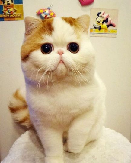 Cat Снупи (24 снимки) китайска порода, цени, клипове - murkote за котки и котки