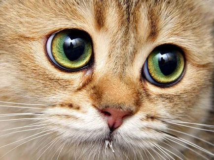 Червени очи причини котки, които правят, лечение