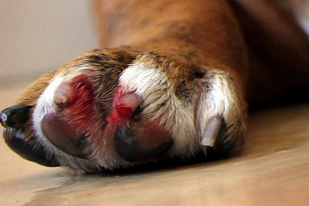 Кървене в котки видове опасност и първа помощ