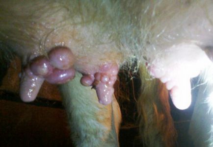 Лечение на вимето оток, контузии, брадавици, едра шарка, възпаление краве