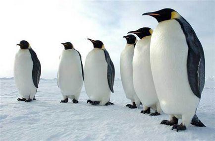 летящи пингвини