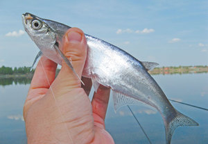 Улавянето sabrefish ластични изберете най-доброто справяне, особено наваксване sabrefish на дъвка, видеоурок