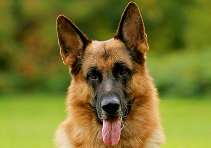 Най-добър куче за охрана какво порода куче да изберете за защита на частния дом