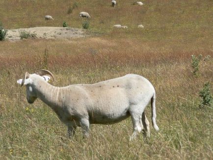 Най-добрите месни породи овце пълен преглед и анализ, снимки