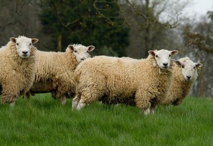 Най-добрите месни породи овце пълен преглед и анализ, снимки
