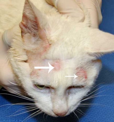 Може ли човек да тения от котката дали херпес зостер е заразен