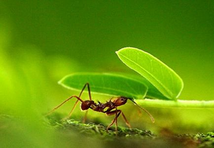 Мравки в къщата, как да се отървете от тях, без химикали л