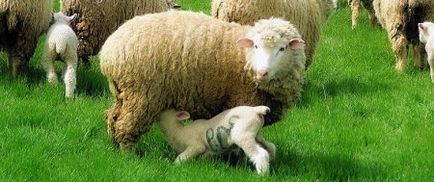 Месо породи овце