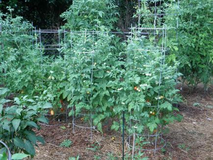 Колко далеч да засадят домати в открито поле и в оранжерии
