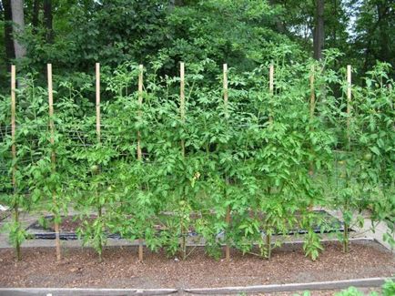 Колко далеч да засадят домати в открито поле и в оранжерии
