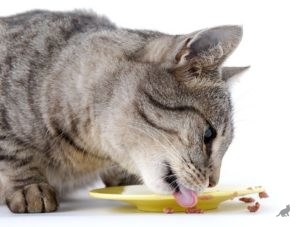 Natural храна за котки