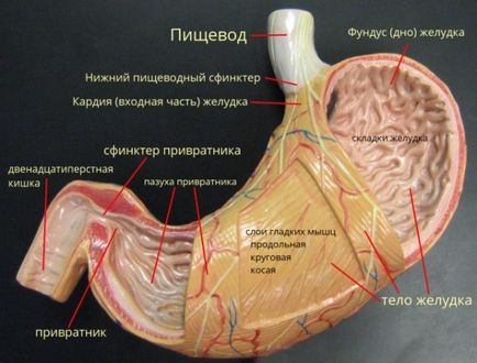 Не е работа симптоми на стомаха, причини и лечение