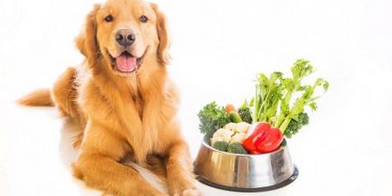 кучето Трябва ли зеленчуци