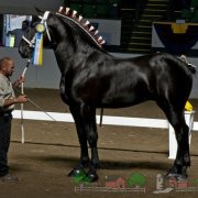 Преглед костюм брашнести коне, описание, снимки и видео
