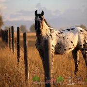 Преглед костюм брашнести коне, описание, снимки и видео