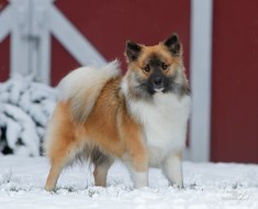 Преглед на фаворитите на порода куче съдържание уелски Corgi, хранителни и снимка (рок) Преглед на порода куче уелски Corgi съдържание, хранителни и фото любими