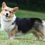 Преглед на порода куче уелски Corgi съдържание, хранителни и фото любими