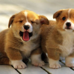 Преглед на фаворитите на порода куче съдържание уелски Corgi, хранителни и снимка (рок) Преглед на порода куче уелски Corgi съдържание, хранителни и фото любими