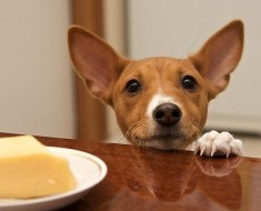 Преглед на порода куче уелски Corgi съдържание, хранителни и фото любими