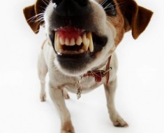 Преглед на порода куче уелски Corgi съдържание, хранителни и фото любими