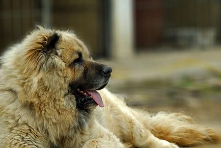 Някои от най-смъртоносните видове кучета, топ 10 в челюстите на животни