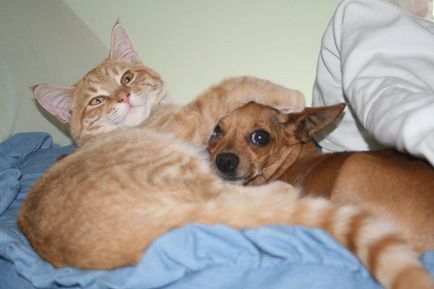 За приятелството котки и кучета (30 снимки)