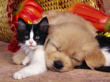 За приятелството котки и кучета (30 снимки) (котки и кучета) За приятелството котки и кучета (30 снимки)