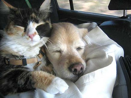 За приятелството котки и кучета (30 снимки) (Dog) За приятелството котки и кучета (30 снимки)
