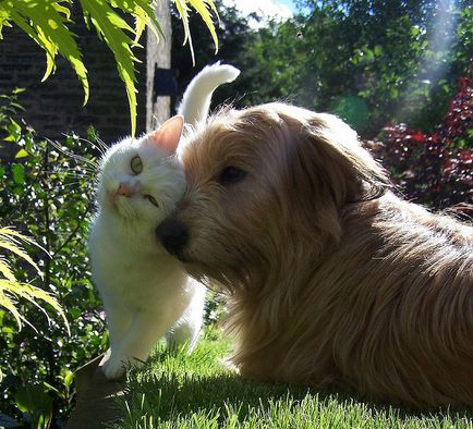 За приятелството котки и кучета (30 снимки) (Dog) За приятелството котки и кучета (30 снимки)