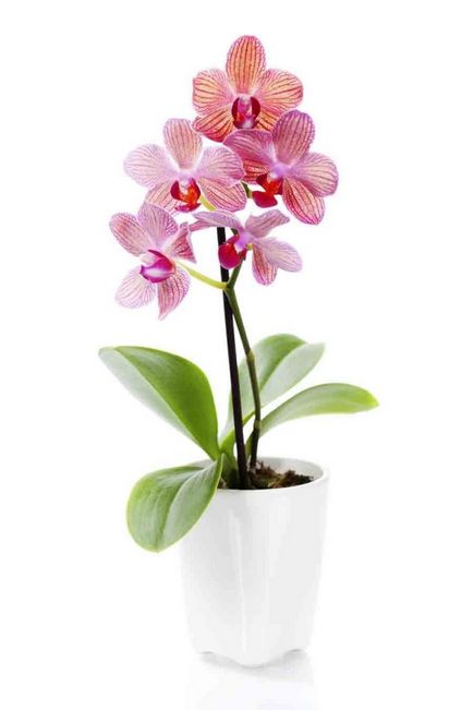Орхидеи, отколкото за наторяване на растенията у дома
