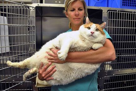 Затлъстяването при котките
